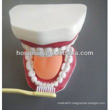 New Style Medical Dental Care Model,dental teeth model with tongue